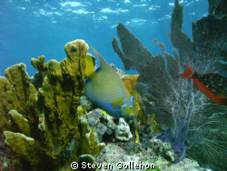 Queen angelfish Molassas Reef, Key Largo, Florida.  Taken... by Steven Gollehon 